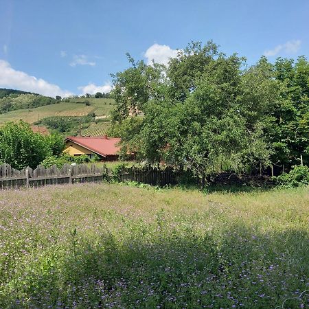 Ecologis Du Vignoble Villa Katzenthal Dış mekan fotoğraf
